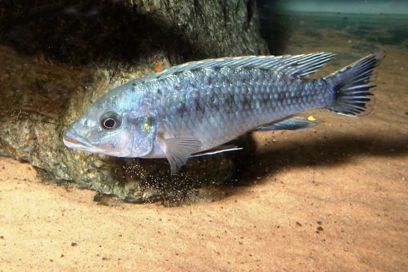 Pseudotropheus benetos 'Magunga'